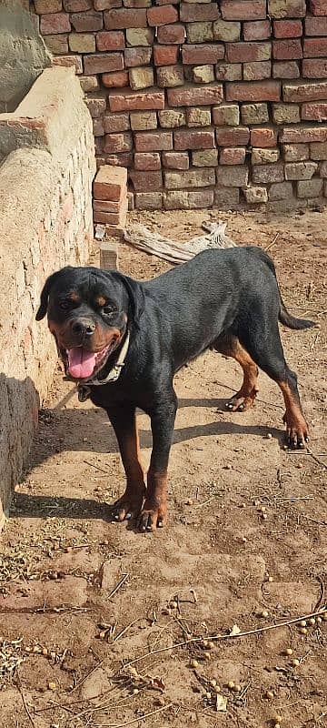 Female Rottweiler One Month pregnant 2