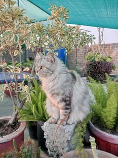 beautifull persian male and sibarian cat