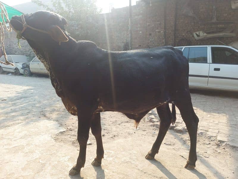 desi bachra for sale 2