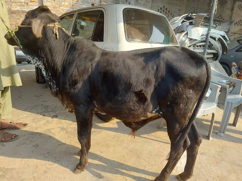 desi bachra for sale 5