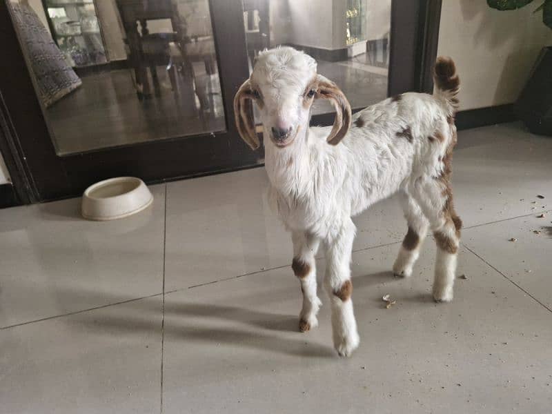 1 month old bakri ka baccha male 2