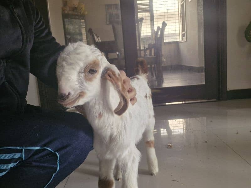 1 month old bakri ka baccha male 4