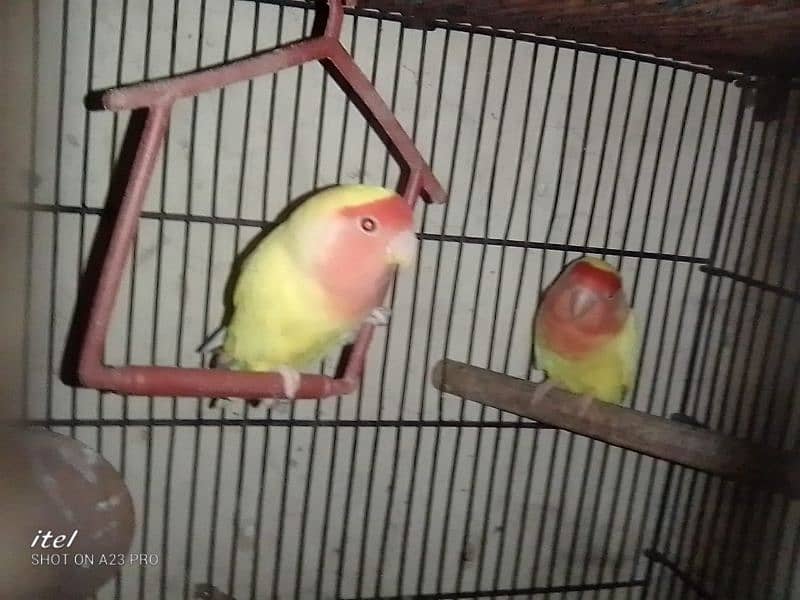 parrot sale 0