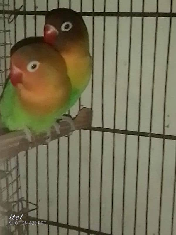 parrot sale 1