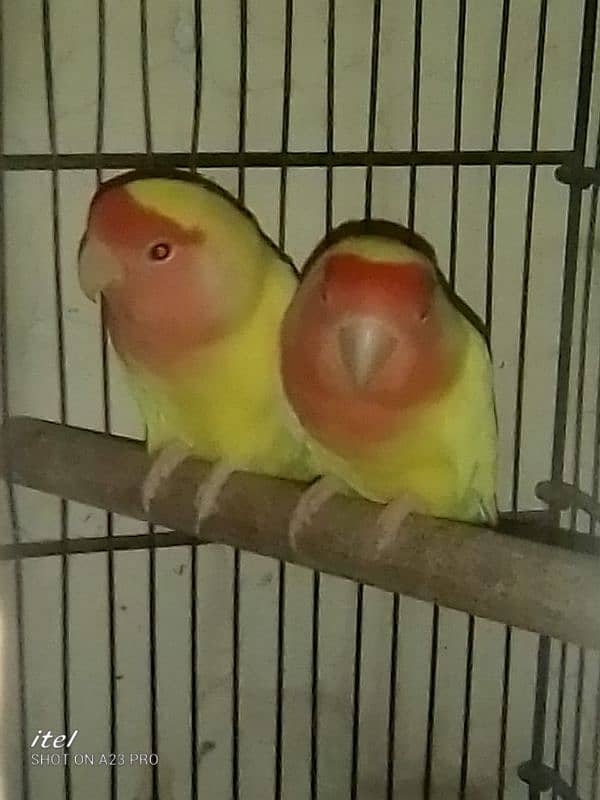 parrot sale 2