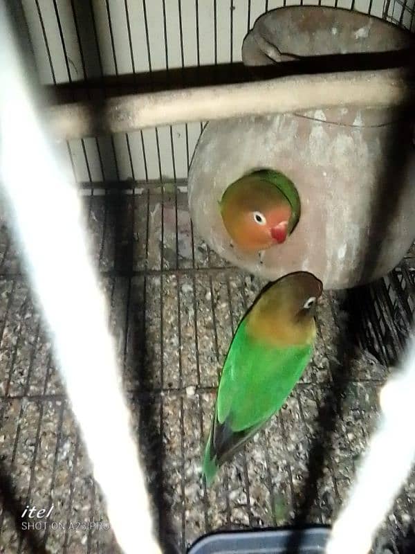 parrot sale 3