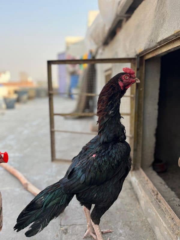 Aseel Laakha Male for sale 0