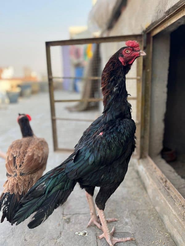 Aseel Laakha Male for sale 1