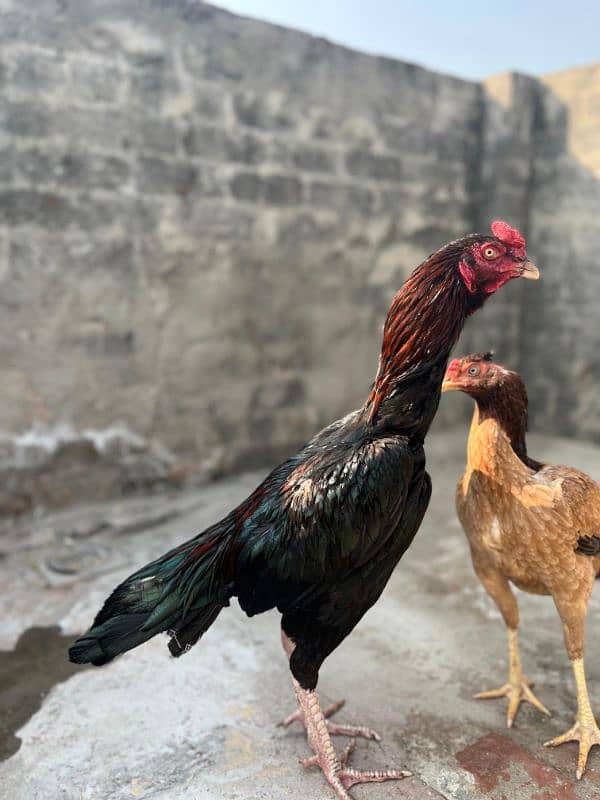 Aseel Laakha Male for sale 2