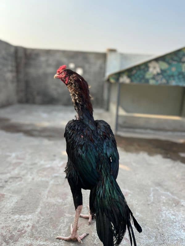 Aseel Laakha Male for sale 4