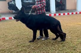 black gsd confirm stud