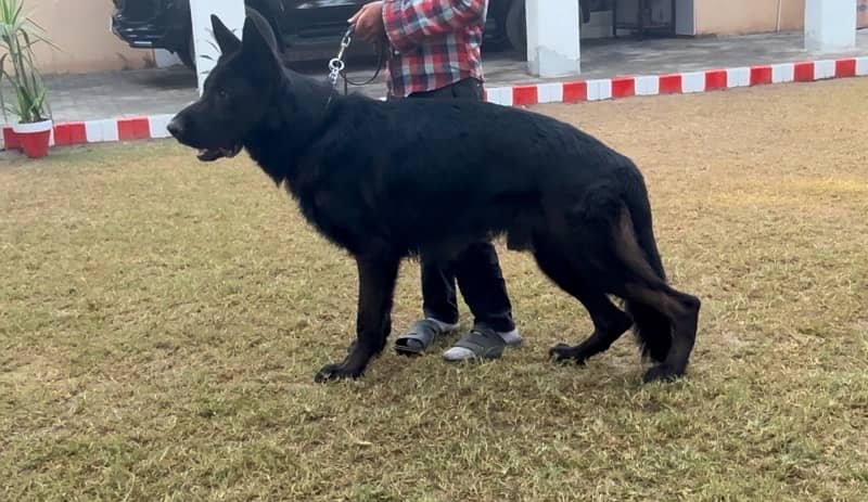 black gsd confirm stud 1