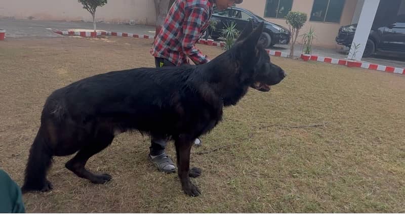 black gsd confirm stud 2