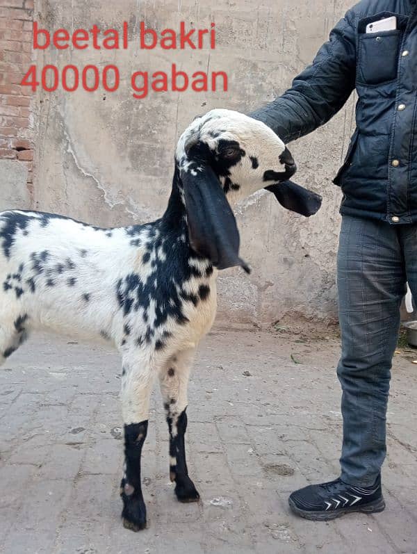 Desi gaban bakriyan 4