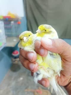 CANARY MALE & FEMALE