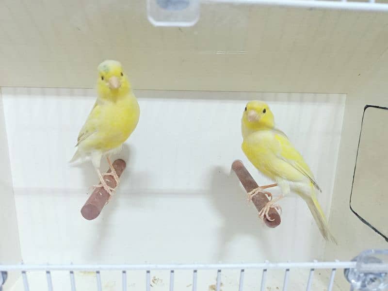 CANARY MALE & FEMALE 3