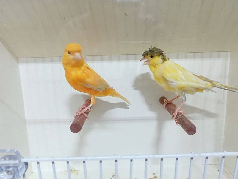 CANARY MALE & FEMALE 4