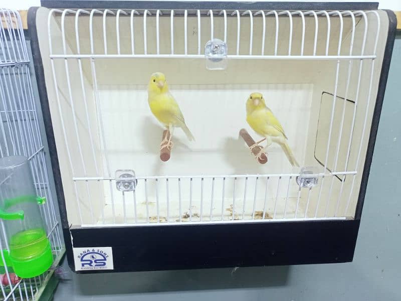 CANARY MALE & FEMALE 5