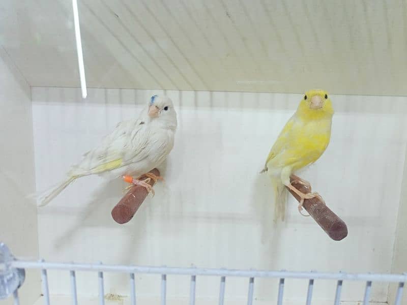 CANARY MALE & FEMALE 6