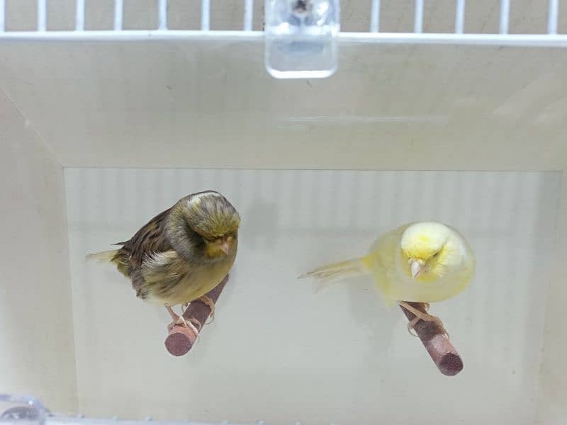 CANARY MALE & FEMALE 7