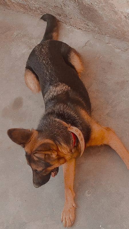 Female German shepherd single coat 3