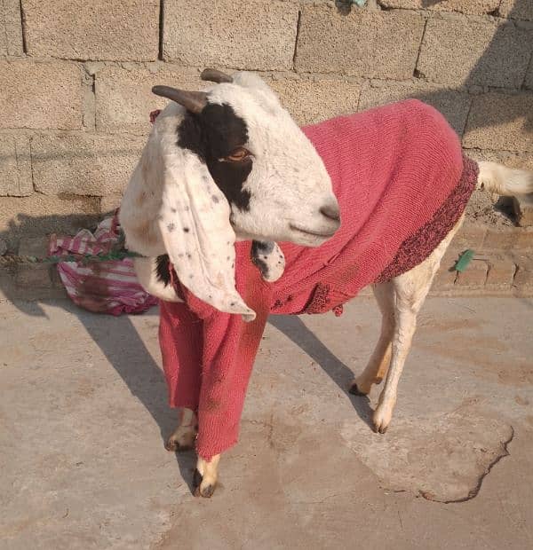 Female Bakri 1 Month Cross 0