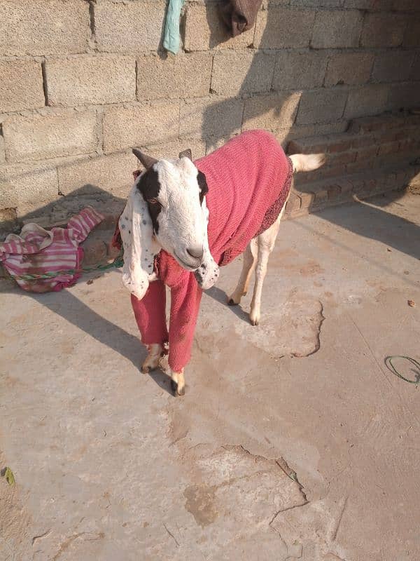 Female Bakri 1 Month Cross 2