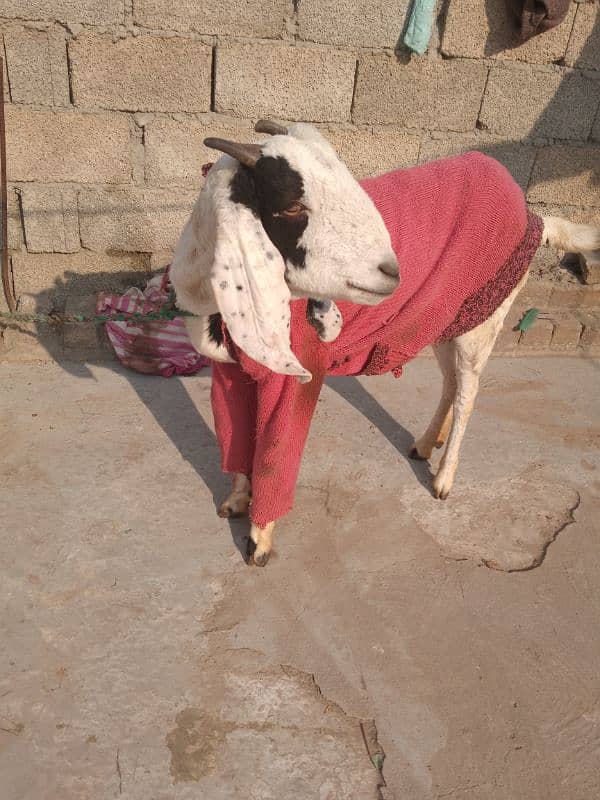 Female Bakri 1 Month Cross 4