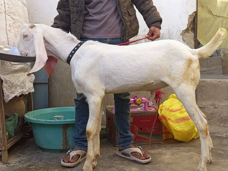 Pure rajanpuri gulabi Bakra breeder quality goat 1