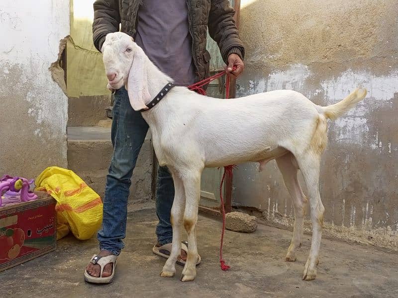 Pure rajanpuri gulabi Bakra breeder quality goat 2