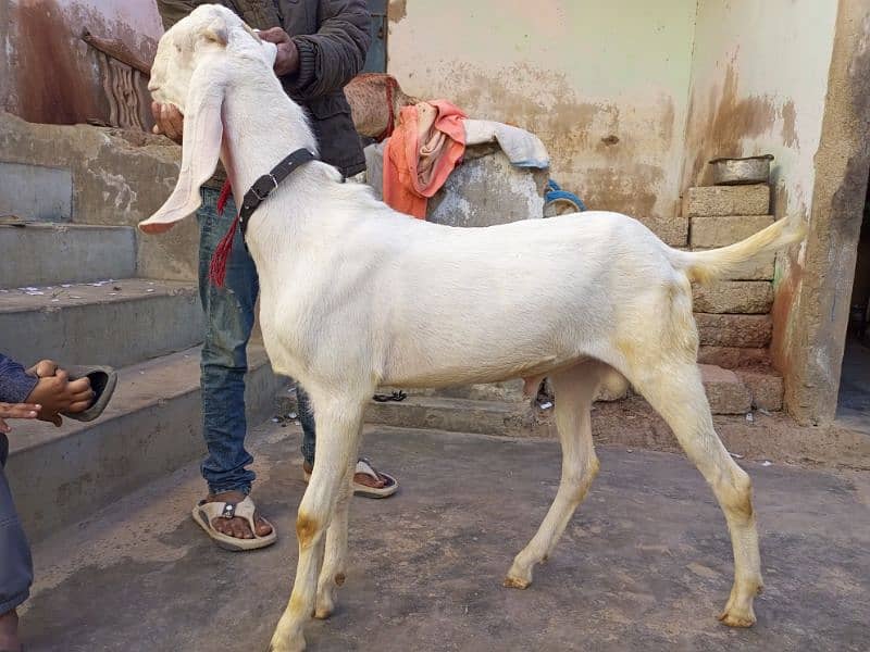 Pure rajanpuri gulabi Bakra breeder quality goat 3