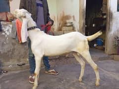 Pure rajanpuri gulabi Bakra breeder quality goat