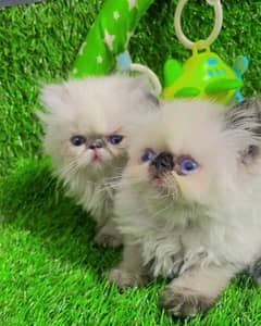 NON Cfa himalayan kittens peki face