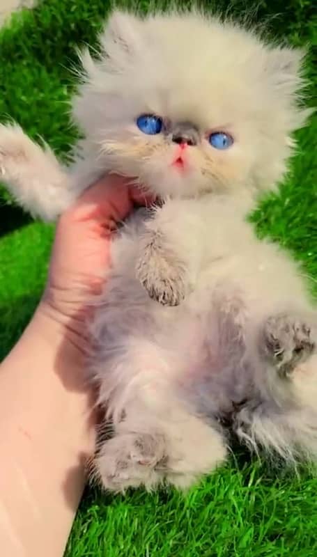 NON Cfa himalayan kittens peki face 3