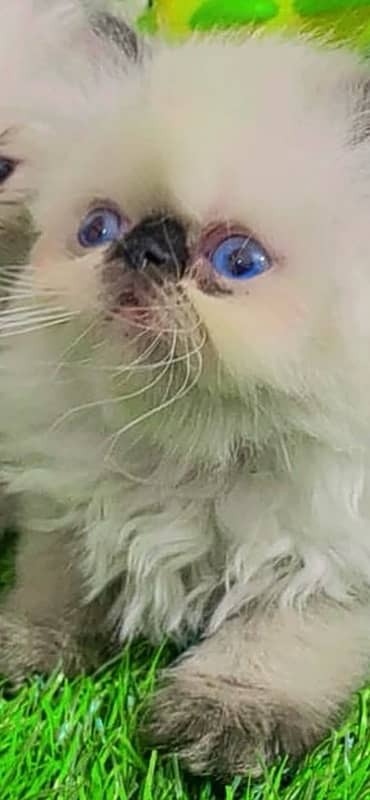 NON Cfa himalayan kittens peki face 4