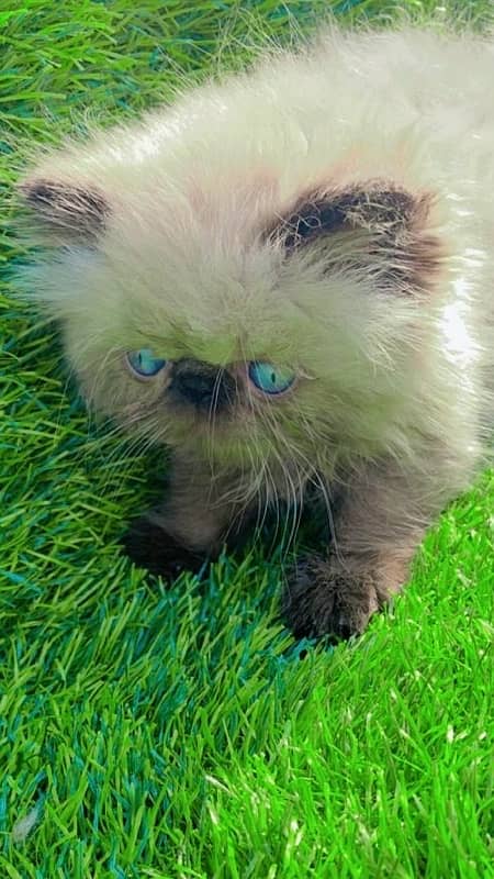 NON Cfa himalayan kittens peki face 5