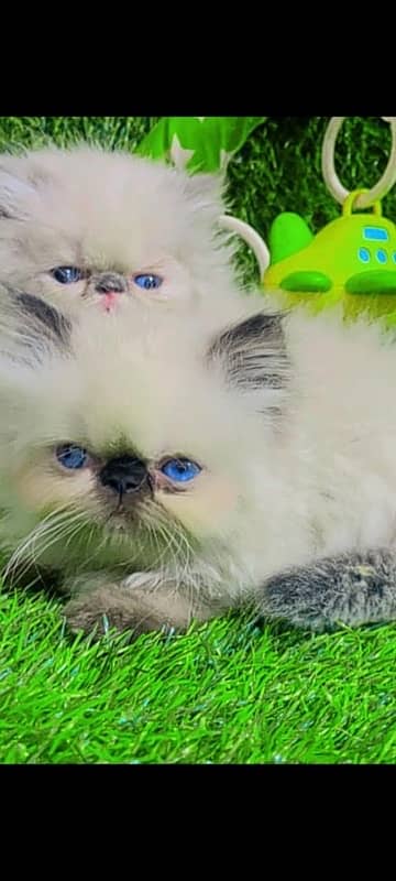 NON Cfa himalayan kittens peki face 6