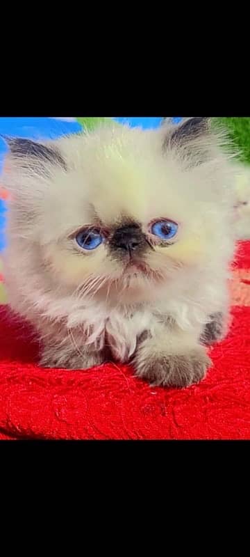 NON Cfa himalayan kittens peki face 7