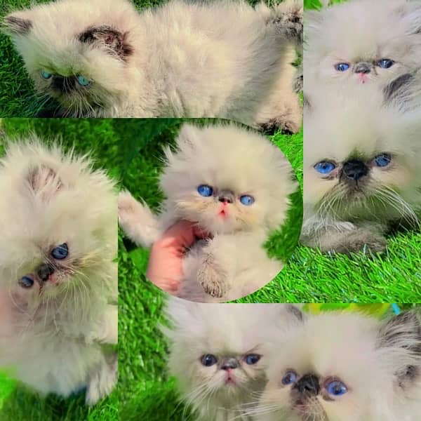 NON Cfa himalayan kittens peki face 9