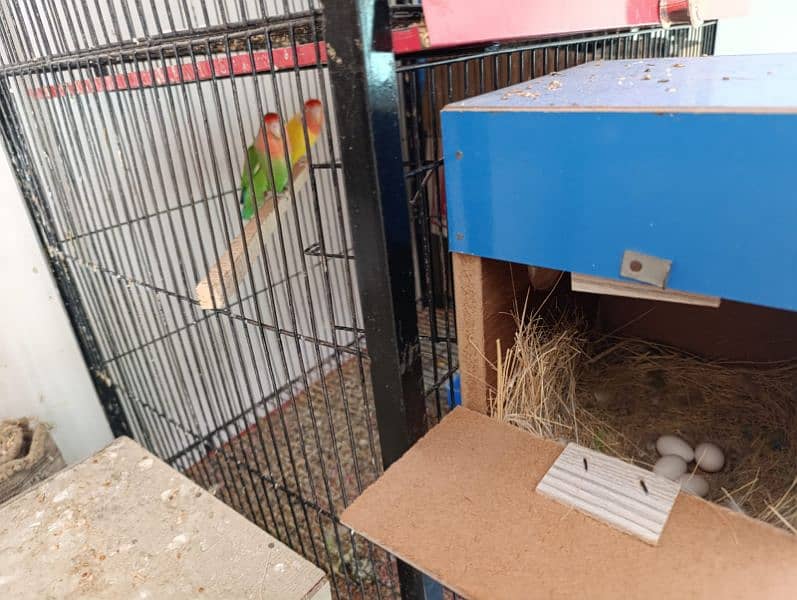 LOVEBIRD SETUP FOR SALE SELLING INDIVIDUALLY ALSO 4