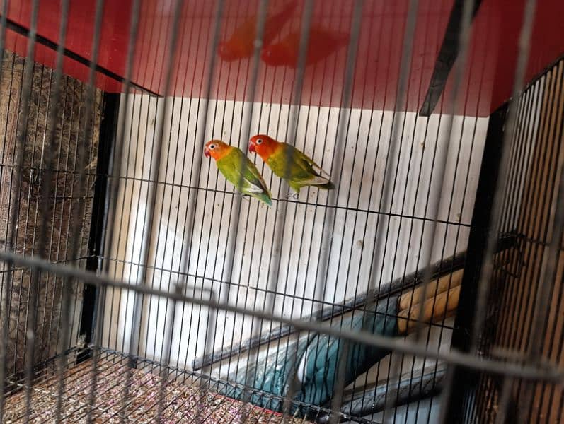 LOVEBIRD SETUP FOR SALE SELLING INDIVIDUALLY ALSO 7