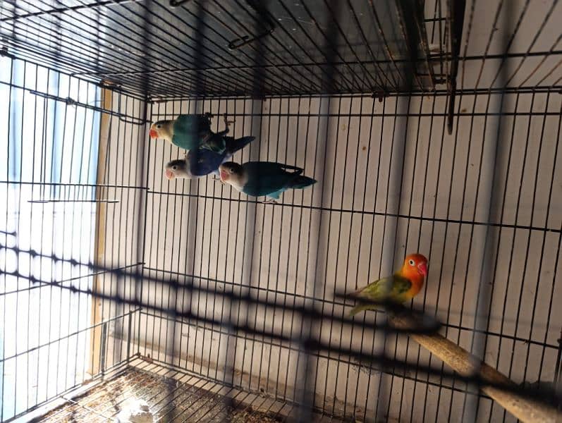 LOVEBIRD SETUP FOR SALE SELLING INDIVIDUALLY ALSO 8