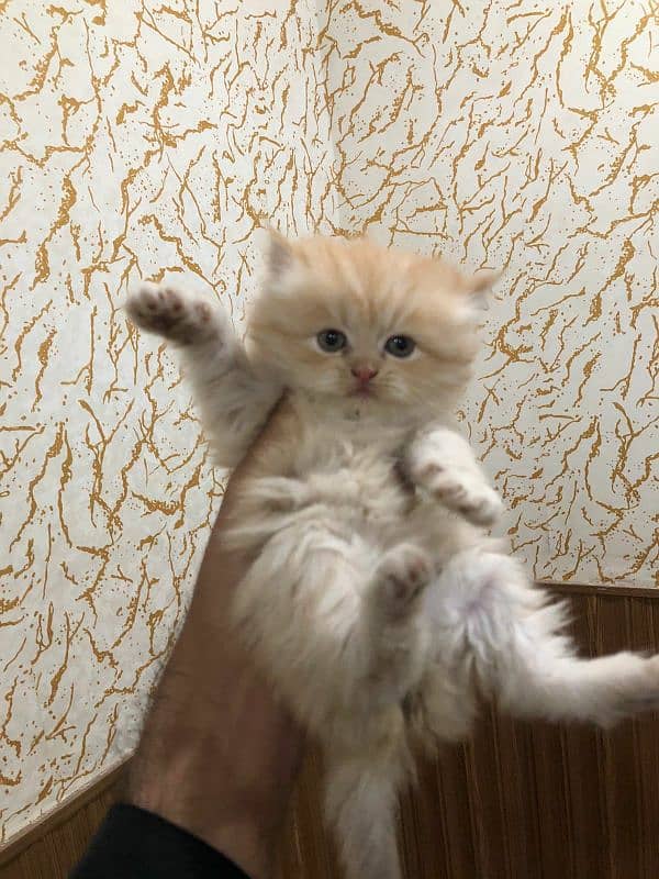 persian kittens 1