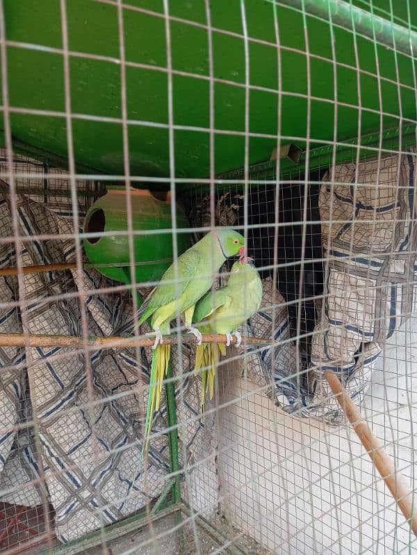 parrot kante 1