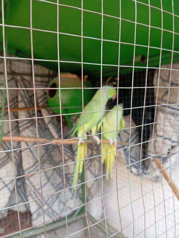 parrot kante 2