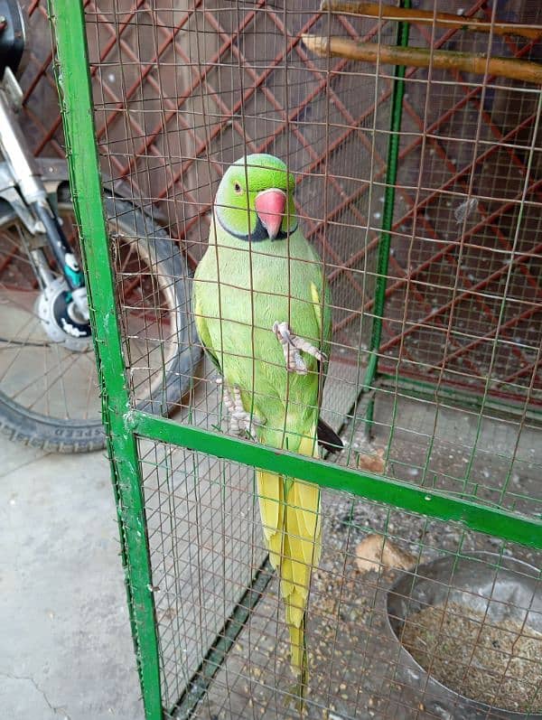 parrot kante 3