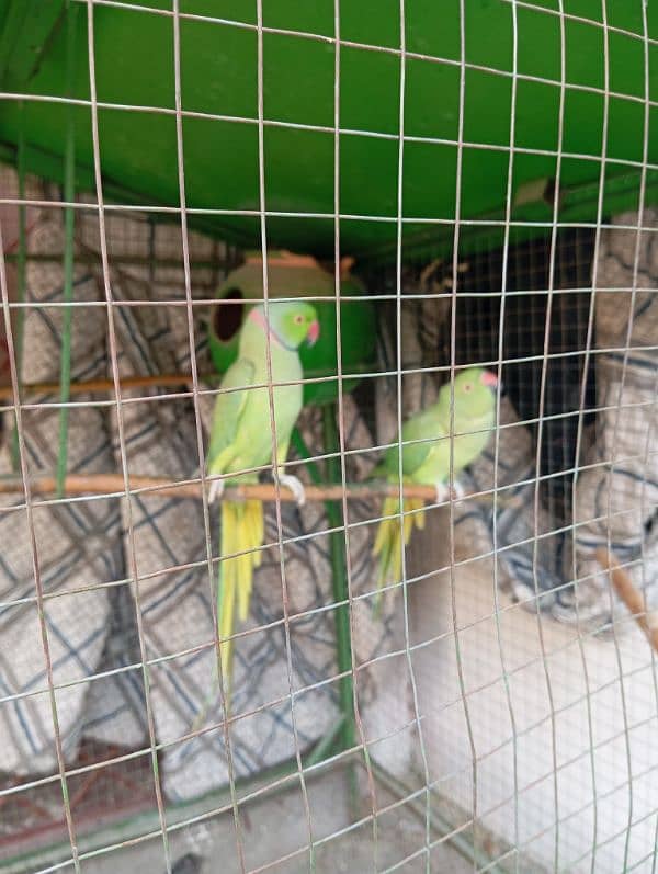 parrot kante 4