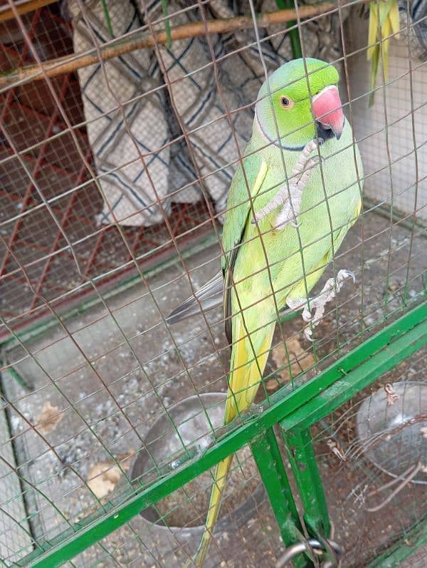 parrot kante 5