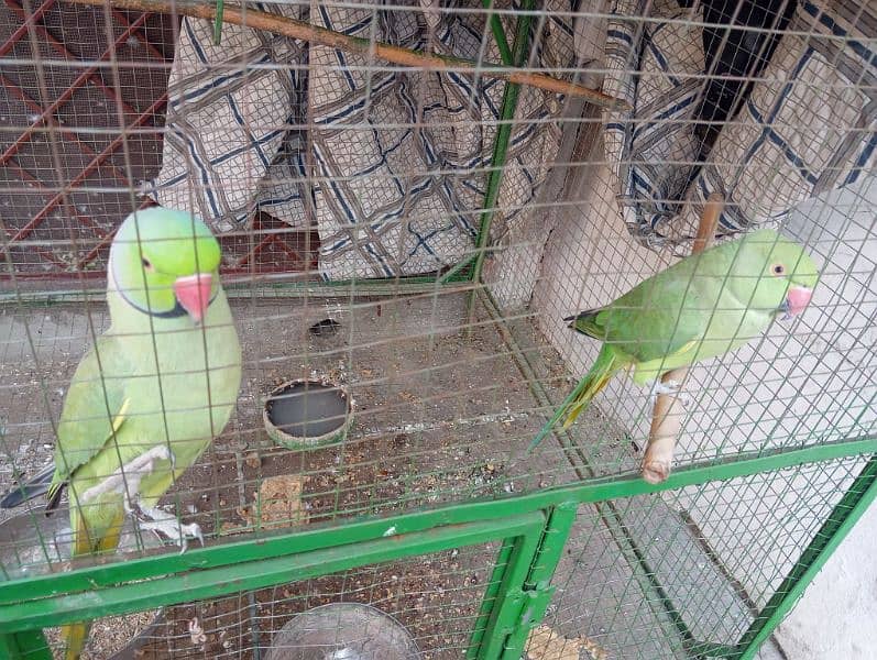 parrot kante 6