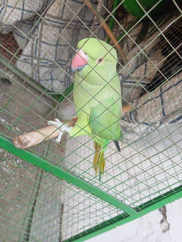 parrot kante 7